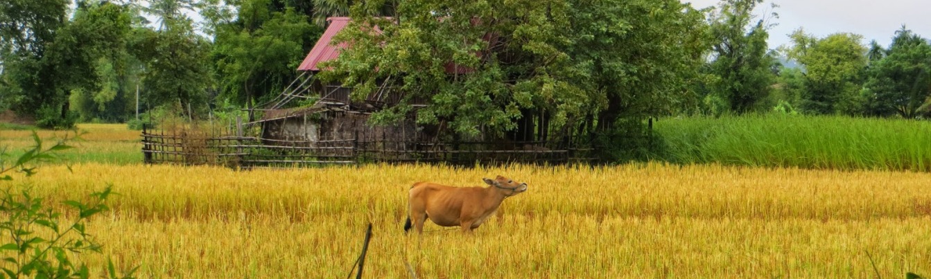 The buffalo in the mature rice field is one of the most peaceful thing in Laos