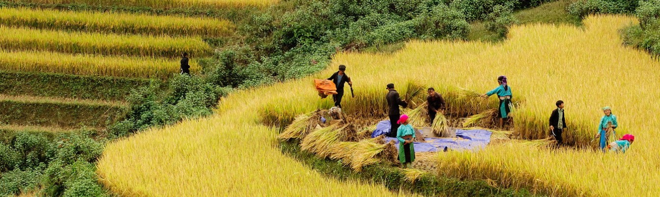 A bright tribe-hills in Sapa in the harvest seasons