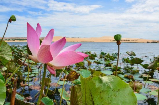  Bau Sen (lotus lake) appears like a small oasis in the middle of the desert.