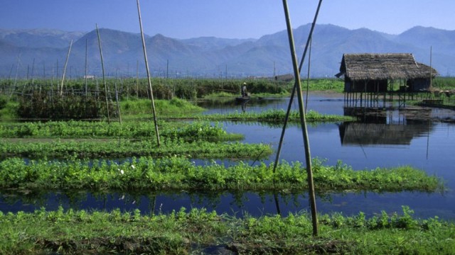 Floating garden on the Inle Lake