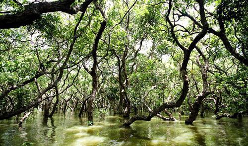 Visit the floating forest on the Great Lake