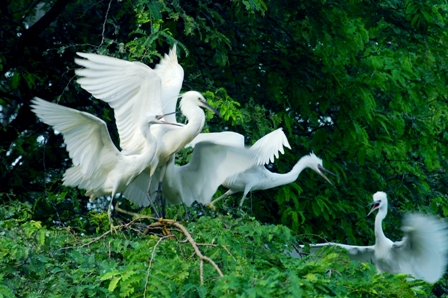 Don't forget to visit National Bird Park in Dong Thap