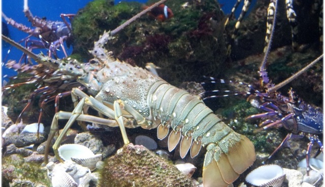 Nha Trang Aquarium 