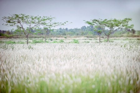 The field of reed in Danang