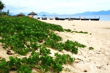 Untouched beach of Hoian was used to be the sea-side of local