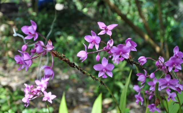 The freshly colorful flowers in Bach Ma National Park