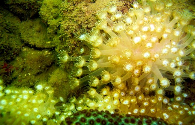 The bright coral in Bai Tu Long National Park