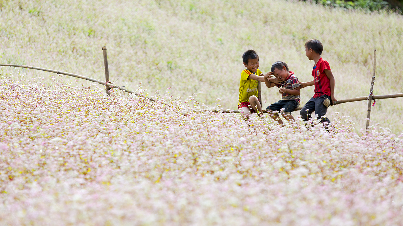 the immense buckwheat flower fields appear all over Hagiang