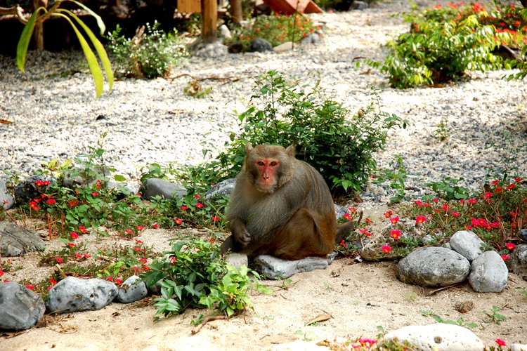 Cat Dua Island in Lan Ha Bay is used to raise monkey