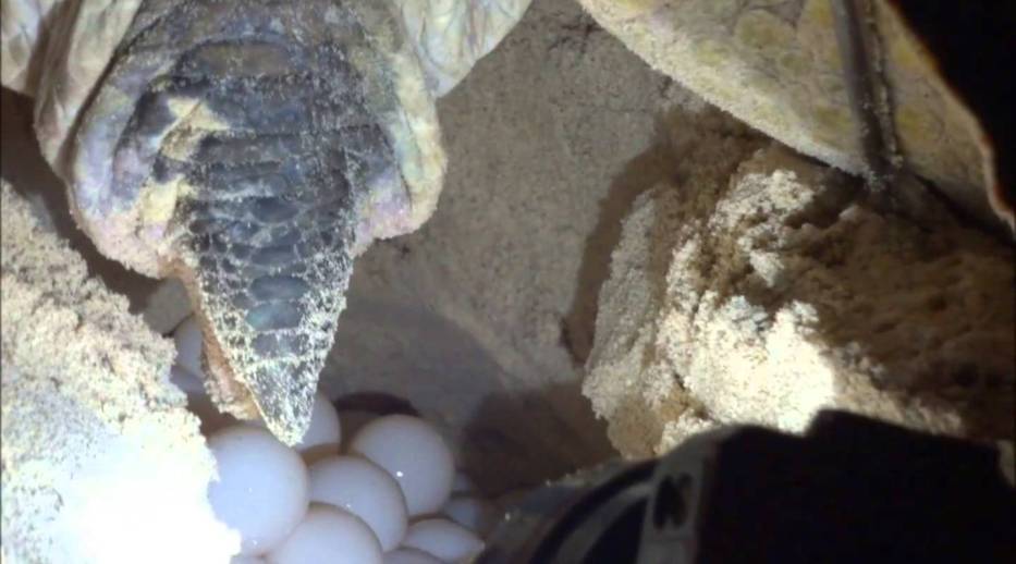 turtle is spawn her egg after finding a suitable place