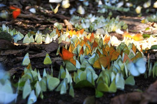 When the spring comes, Cuc Phuong becomes more lively with thousand of bunches of butterflies