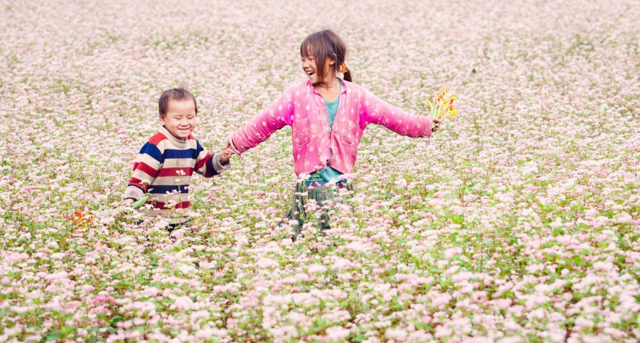 buckwheat flower season in the village