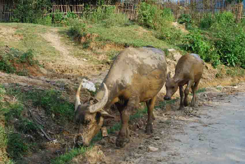 the leisure buffaloes are the integral parts in such rural life of Tha village