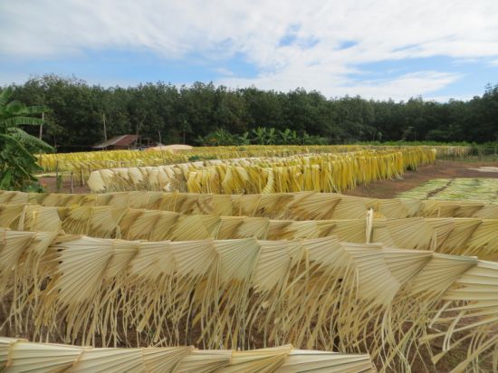 Dried palm leaf