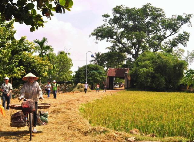 The peaceful and rural scene in Duong Lam Village