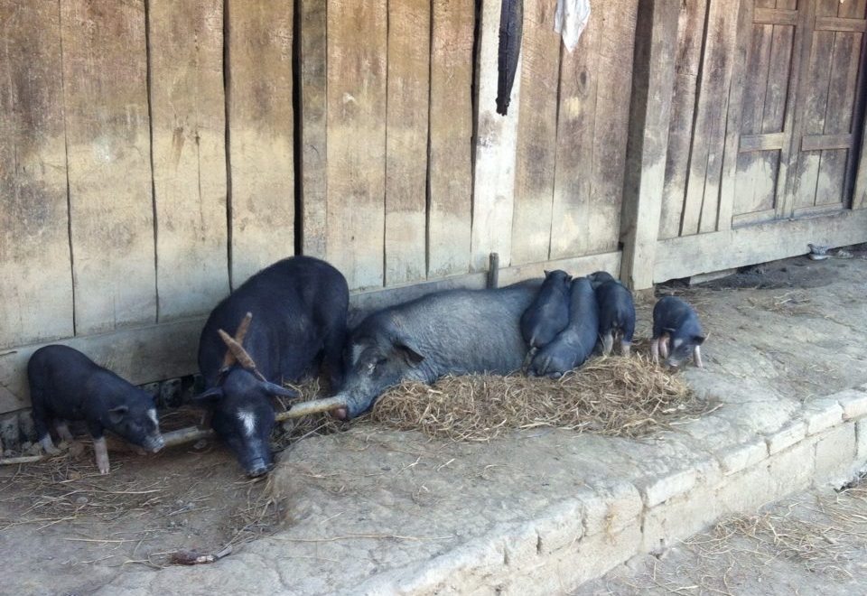 The so cute pig family in Sin Ho