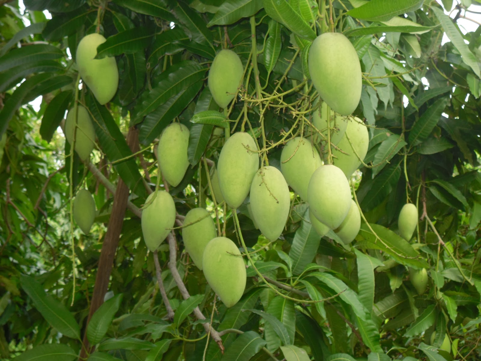 Mango gardens in the area of Cai Be floating market, Mekong Delta