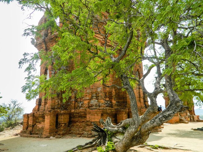 tamarind tree in Poklong Garai in Ninh Thuan