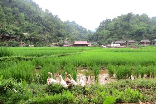 Communicate closely to the local life when homestay is often placed among nature.