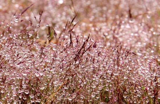 Snowy pink grass in early morning