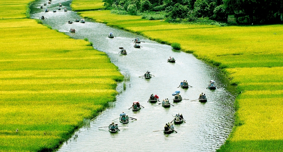 Stream along the Ngo Dong River to admire Tam Coc - Bich Dong in a ripen rice season