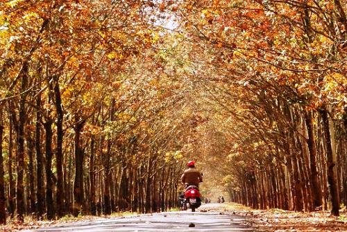 Rubber forest in Gia Lai in the autumn