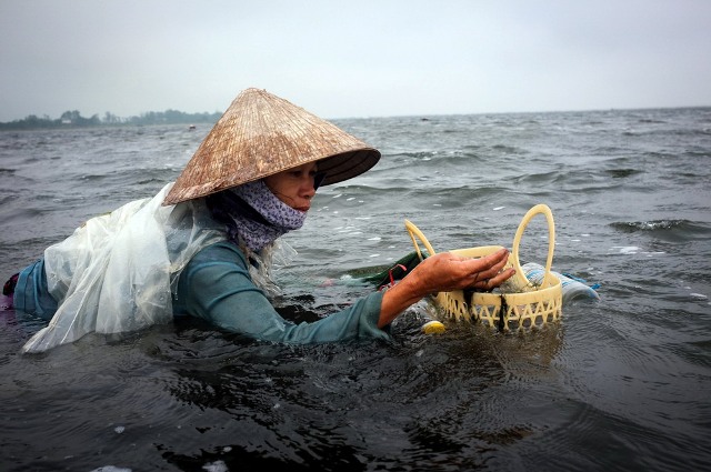 Farmer is catching oyster in Tam Giang