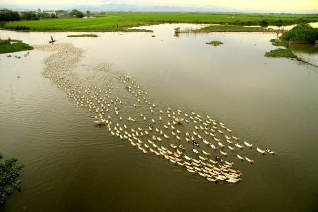 The familiar scenes of a rural countryside as Tam Giang