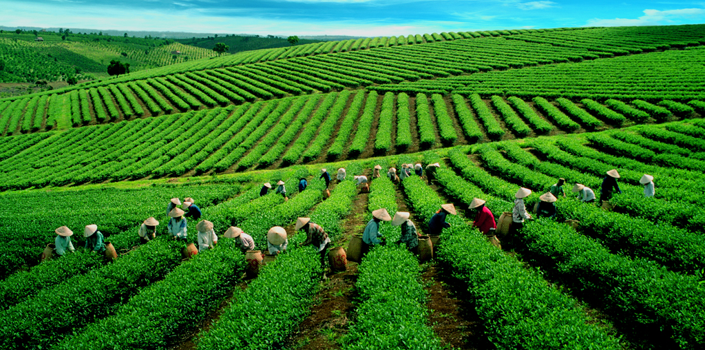 The endlessness of tea-hill in Cau Dat