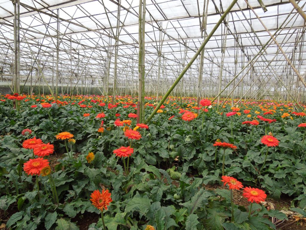 Visit Van Thanh - the oldest flower village in Dalat City