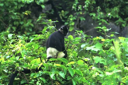 Trachypithecus delacouri - A rare monkey in the red book