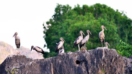 The rare and worthy birds in Van Long. You must be very lucky to see them